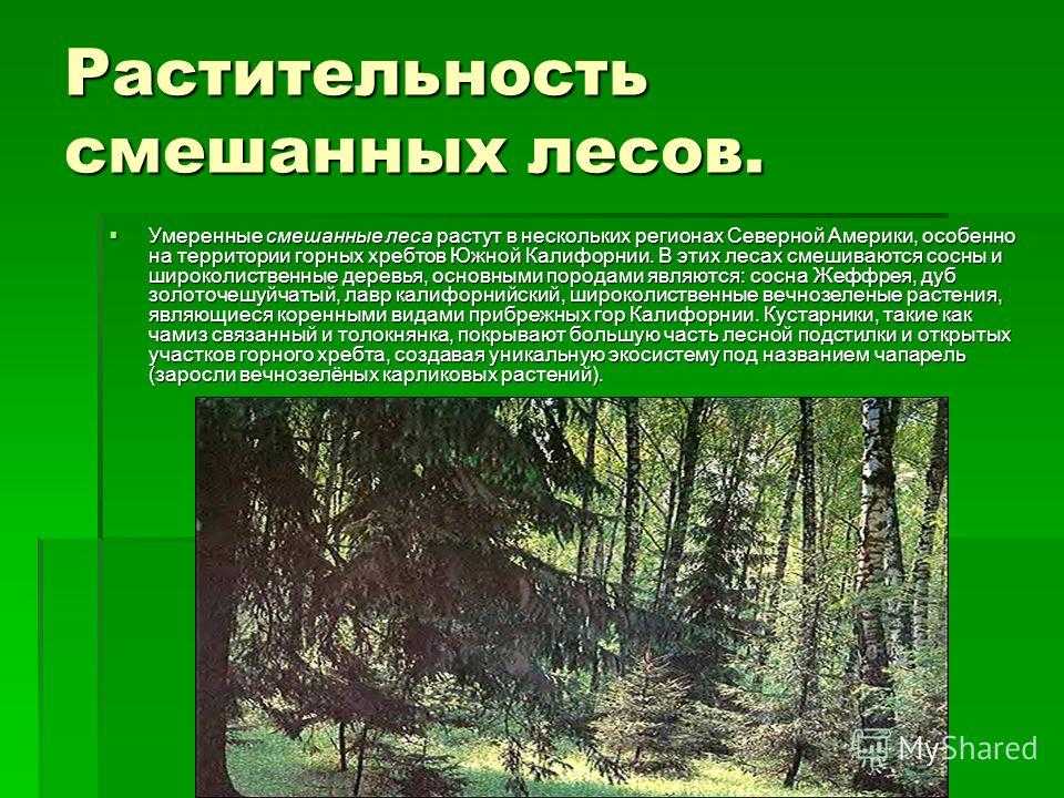 Описание природной зоны смешанных и широколиственных лесов