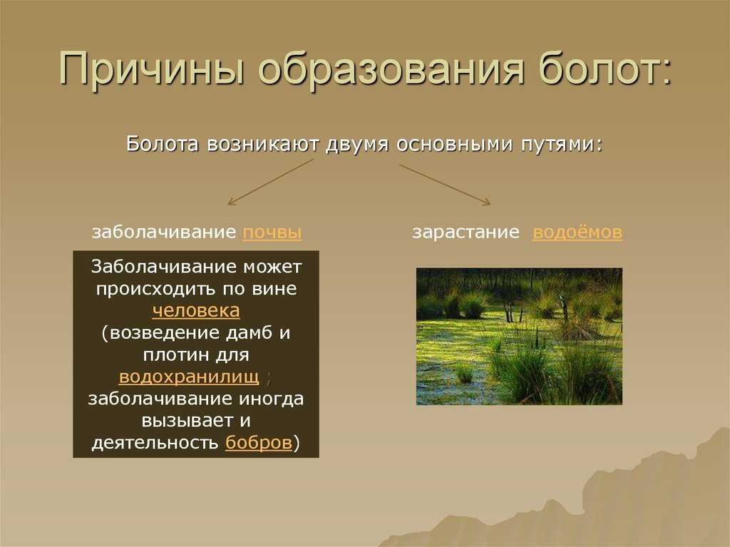 Обитатели болота: какая птица живет и что растет на болотной почве, чем они опасны | tvercult.ru