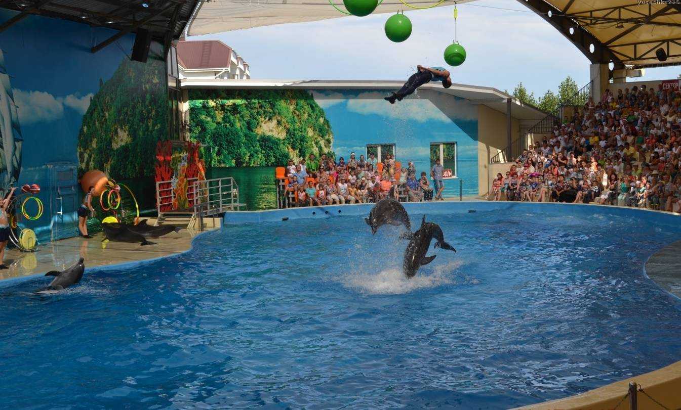 Анапский дельфинарий немо на пионерском проспекте в анапе - официальный сайт, цены на 2023 год, отзывы