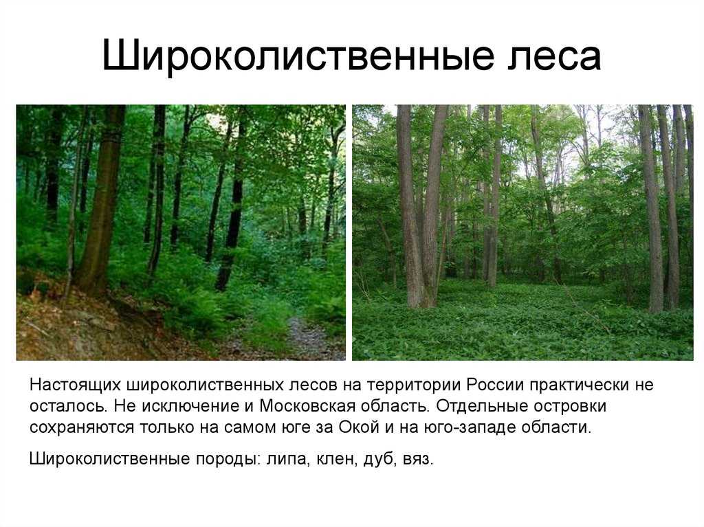 Почвы широколиственных и смешанных лесов: какие характерны для зоны лиственных лесов? какие типы формируются в подзоне смешанных лесов россии?