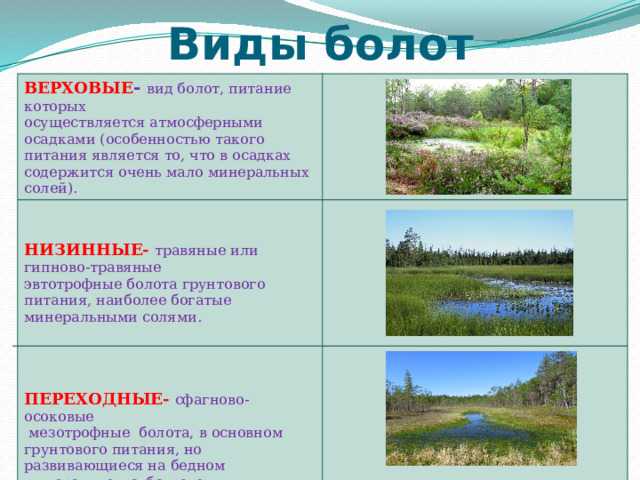 Крупные болота россии: уникальные экосистемы