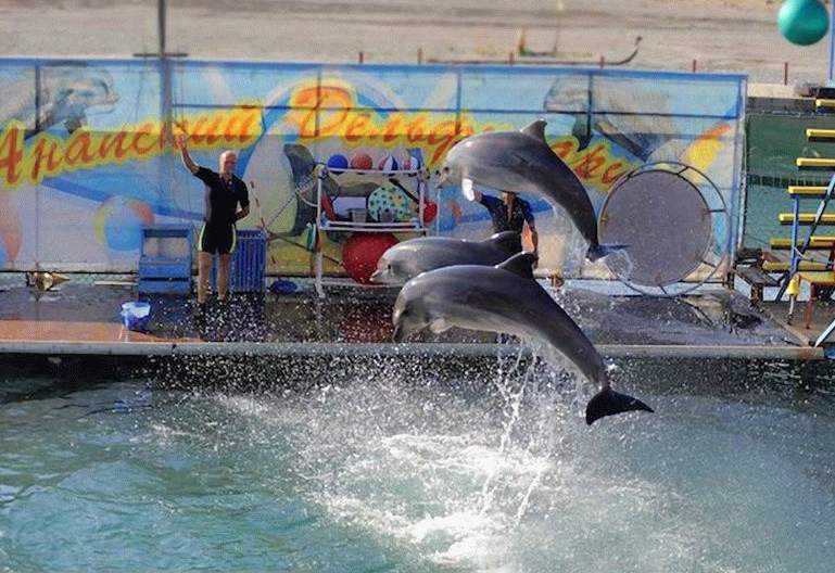 Анапский дельфинарий Немо на Пионерском проспекте часто выбирают для посещения семьи с детьми В статье рассказываем, сколько стоят билеты и как их купить, особенности шоу программы и как добраться до дельфинария самостоятельно Цены на 2023 год
