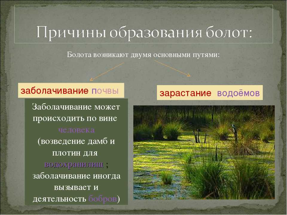 Самые большие болота России и мира - где находятся, как устроены, значение, флора и фауна, интересные факты, природные характеристики, обитатели