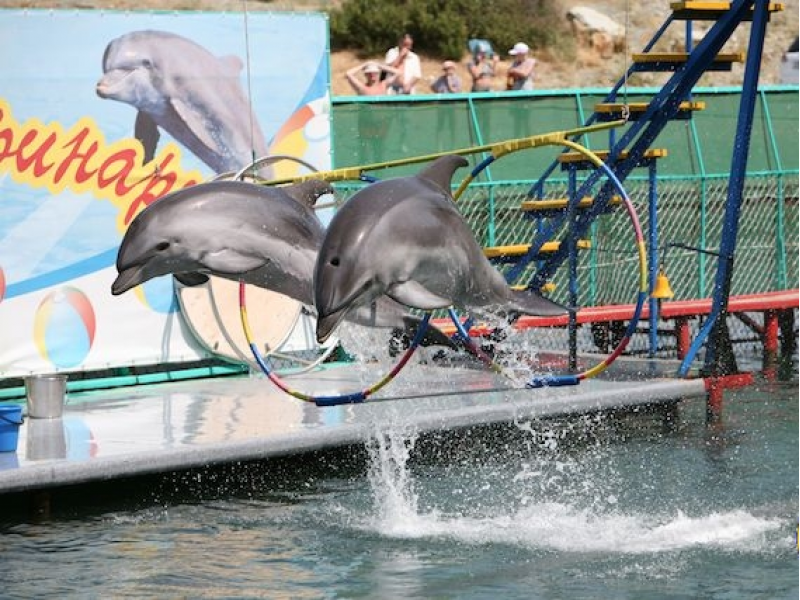 Анапский дельфинарий «немо»