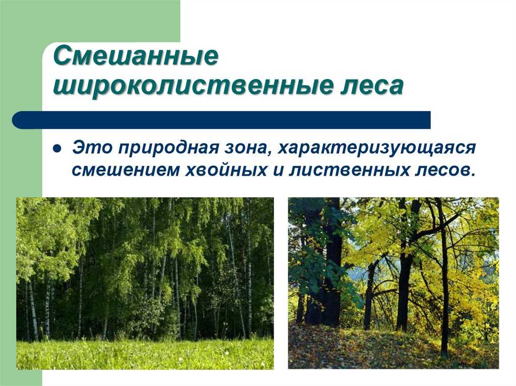 Широколиственные леса россии на карте – деревья зоны