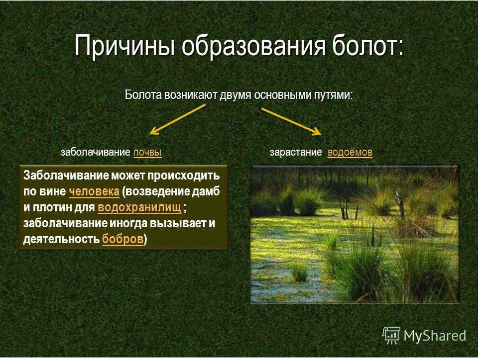Животный и растительный мир болот: примеры, характеристика и фото