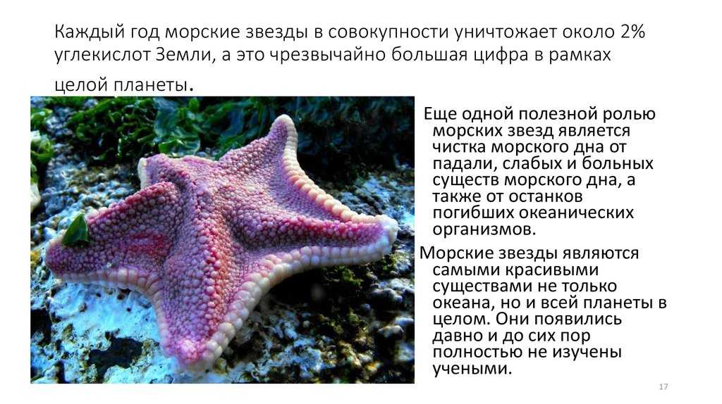 Морские звезды: фото, описание, типы размножения, класс, виды