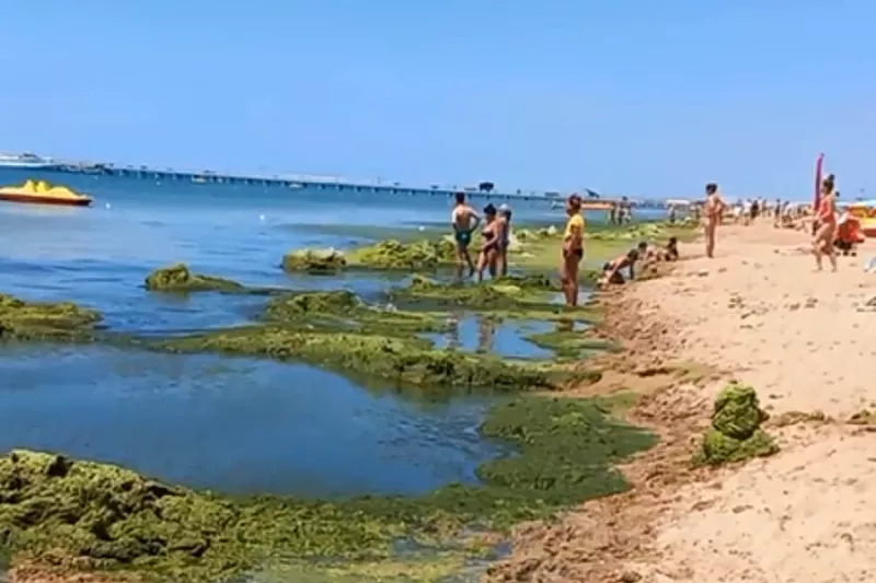 Когда цветет море в анапе, в какое время – отзывы туристов, фото