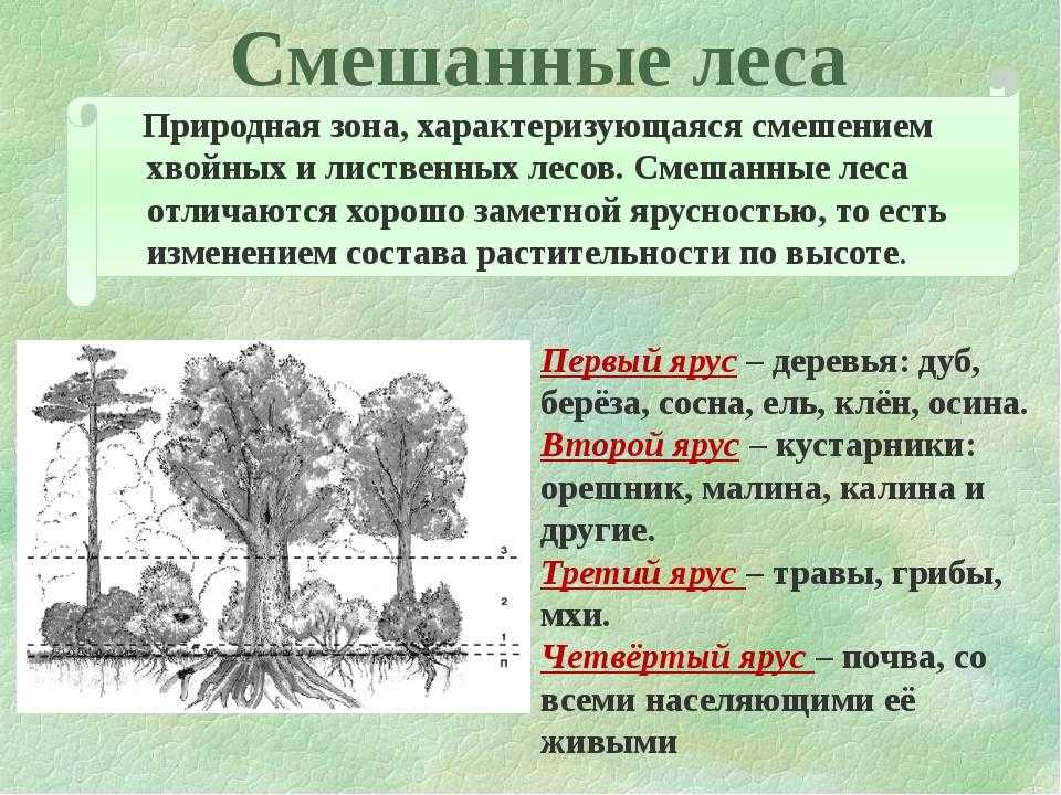 Какой климат в лесной зоне россии?