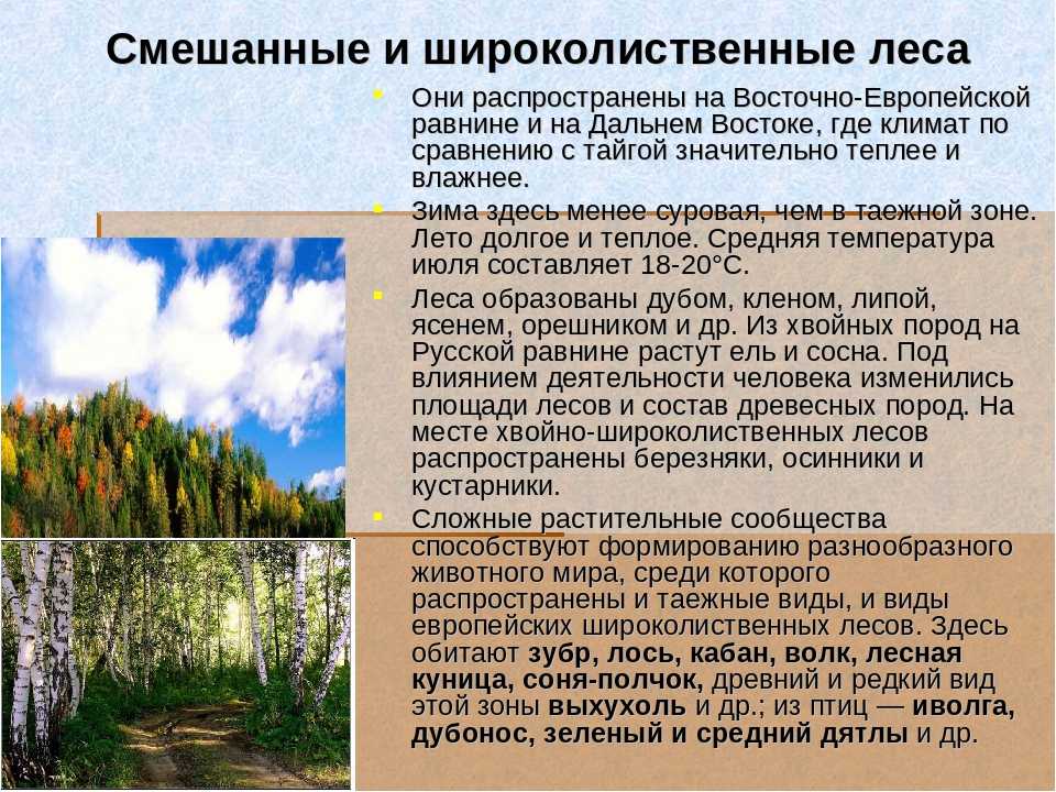 Природная зона смешанных и широколиственных лесов: характеристика и описание природы, почвы и условия