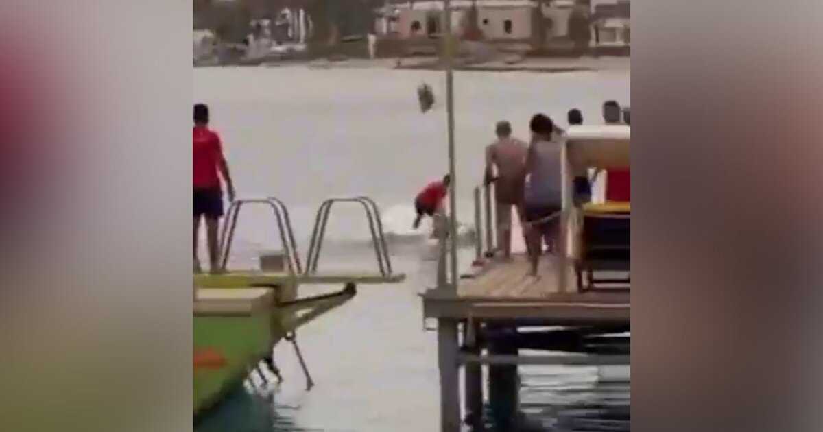 Нападения акул на курортах египта - все новые нападения акул на туристов