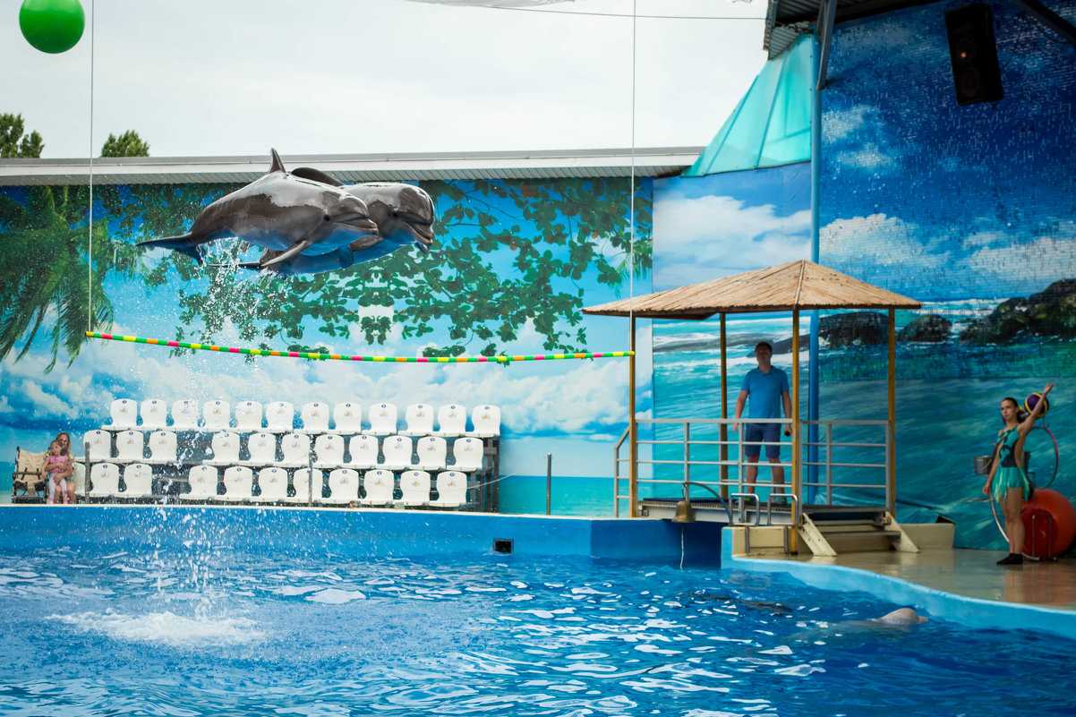 Дельфинарии анапы. в гости к дельфинам | анапа | дзен