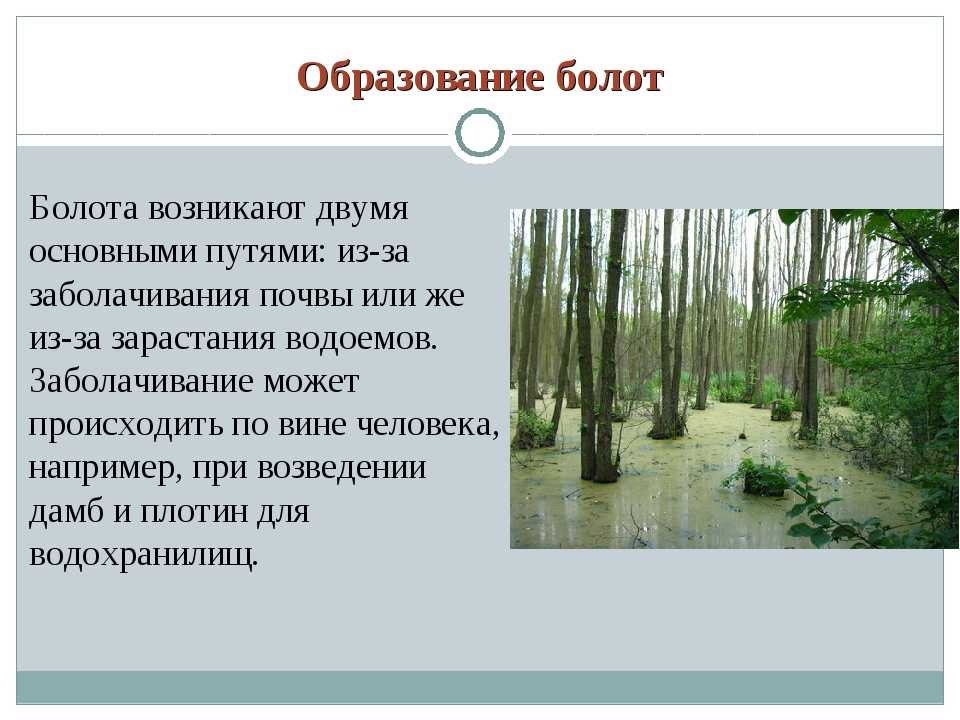 Васюганские болота: какие тайны скрывает самая огромная топь в мире — кириллица — энциклопедия русской жизни