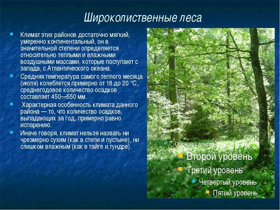 Широколиственные леса россии – географическое положение, хозяйственная деятельность