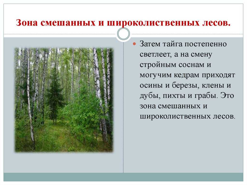 Растения широколиственных лесов россии – виды, список