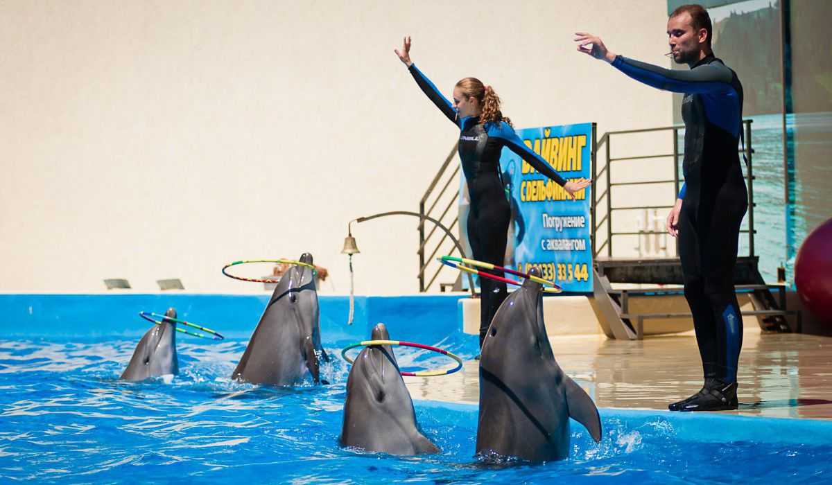 Анапский дельфинарий немо на пионерском проспекте в анапе - официальный сайт, цены на 2023 год, отзывы